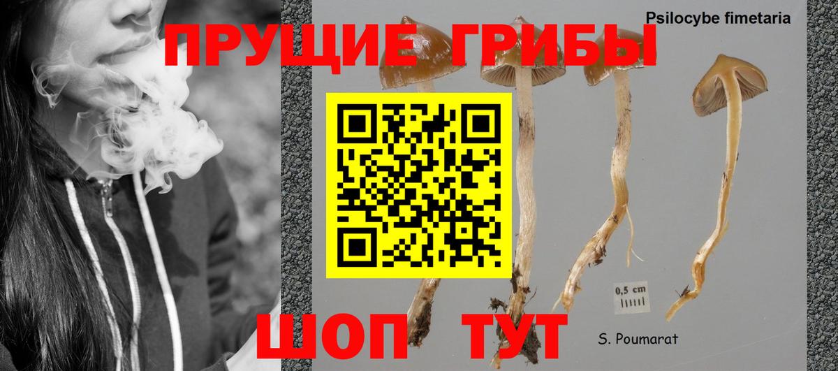 Псилоцибиновые грибы Psilocybe Подольск